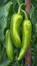 Vibrant harvest Homegrown green pepper paprika, rich in vitamins