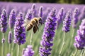 Vibrant Harvest Honey Bee on Lavender.AI Generated