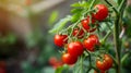 Vibrant Harvest: Selective Focus on Branch Young Cherry Tomatoes, Bunches of Fresh Reds!