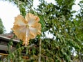 Hawaiian Hibiscus: Nature\'s Tropical Elegance