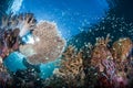 Vibrant and Healthy Coral Reef in Raja Ampat