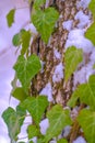 Vibrant heart shaped vines and green algae thriving on the trunk of a tree