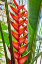 Vibrant Heliconia Bracts in Muncie Conservatory