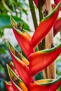 Vibrant Heliconia Flower Close-Up in Tropical Conservatory Royalty Free Stock Photo
