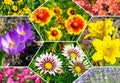 Vibrant Hexagonal Collage of Various Colorful Spring and Summer Flowers Royalty Free Stock Photo