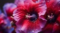Vibrant Hibiscus Flower With Water Droplets - Dreamy And Romantic Bloomcore