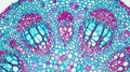 Microscopic View of Plant Stem Cross-Section Royalty Free Stock Photo