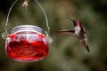 Vibrant hummingbird in mid-flight near a feeder, filled with a vibrant red liquid Royalty Free Stock Photo