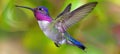 Vibrant hummingbirds gracefully in flight enjoying nectar from colorful blossoms