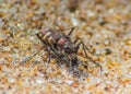 Vibrant Hunters: Tiger Beetles in Macro Photography Royalty Free Stock Photo