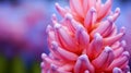 Vibrant Hyacinth Flower Close-up With Blurred Background