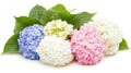 Vibrant hydrangea blooms in pink, purple, blue, and white elegantly displayed against a crisp white background