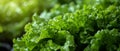 Vibrant Hydroponic Lettuce Garden - Freshness and Purity. Concept Hydroponics, Lettuce, Garden,