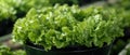 Vibrant Hydroponic Lettuce - Green Symphony with Space for Text. Concept Hydroponic Lettuce, Green