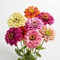 Vibrant Hyper-realistic Pop Art Flowers: Stunning Zinnia Bouquet