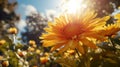 Vibrant Hyperrealistic Chrysanthemum In Autumn Sunshine - Uhd Image