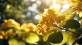 Vibrant Hyperrealistic Uhd Image Of Yellow Hydrangea In Autumn Sunshine