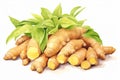 A vibrant illustration showcasing a pile of fresh turmeric or ginger roots with green leaves on a plain background