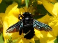 Vibrant image of a blue and black bee perched atop yellow flowers