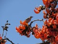 Palash Tree Blossoms: A Prelude to Basant Season in India