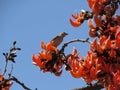 Palash Tree Blossoms: A Prelude to Basant Season in India