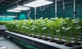 Indoor Hydroponic Farming Under LED Lights Royalty Free Stock Photo