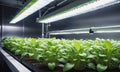 Indoor Hydroponic Farming Under LED Lights Royalty Free Stock Photo