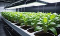 Indoor Hydroponic Farming Under LED Lights Royalty Free Stock Photo