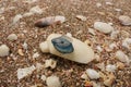 Vibrant image of a collection of seashells with a blue jellyfish Royalty Free Stock Photo
