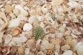 Vibrant image of a collection of seashells scattered on lush green foliage and golden sand