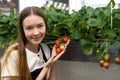 Vibrant image depicting a youthful female harvesting a bunch of fresh strawberries within the protective, leaf-filled confines of