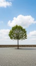 Single Tree on Cobblestone Square Under Blue Sky Royalty Free Stock Photo