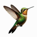 Image of isolated humming bird against pure white background, ideal for presentations