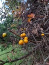 Vibrant image of a lush tree with ripe juicy seaberries hanging from the branches