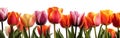 Tulip Border with Ample Copy Space for Spring-Themed Designs and Projects Royalty Free Stock Photo