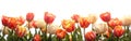 Tulip Border with Ample Copy Space for Spring-Themed Designs and Projects Royalty Free Stock Photo