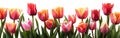 Tulip Border with Ample Copy Space for Spring-Themed Designs and Projects Royalty Free Stock Photo