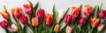 Tulip Border with Ample Copy Space for Spring-Themed Designs and Projects Royalty Free Stock Photo