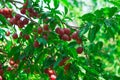 A vibrant image showcasing ripe red cherrie plums hanging from a tree, surrounded by lush green leaves under natural light ideal