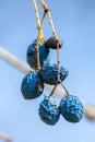 Vibrant image of a tree branch with a cluster of dried berries hanging from it against a clear sky