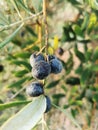 Vibrant image of a tree branch, laden with clusters of ripe olives