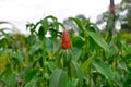 Vibrant Indian head ginger flower in a garden