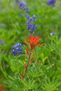 Vibrant Indian Paintbrush growing among the Lupine in Crested Bu