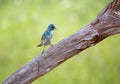 Indigo Bunting bird perched on a tree Royalty Free Stock Photo