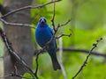 Vibrant Indigo Bunting Bluebird Bird Perched on Small Bare Tree Branch Looking Forward Royalty Free Stock Photo