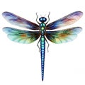 Vibrant iridescent dragonfly with detailed wings Royalty Free Stock Photo