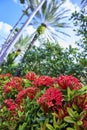 Vibrant Ixora Blooms and Palm Silhouettes in Tropical Light