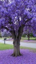 Vibrant jacaranda tree in bloom with lavender flowers and fallen petals Royalty Free Stock Photo