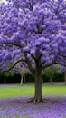 Vibrant jacaranda tree in bloom with lavender flowers and fallen petals Royalty Free Stock Photo