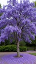 Vibrant jacaranda tree in bloom with lavender flowers and fallen petals Royalty Free Stock Photo